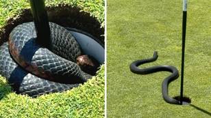 Golfers discover highly-venomous snake sitting in the hole